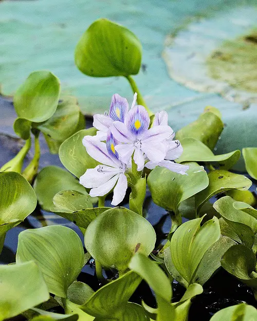 Tropical Plants You Can Grow in Just Water 