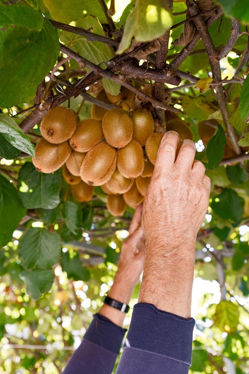 Fruit Trees that Grow in NC1