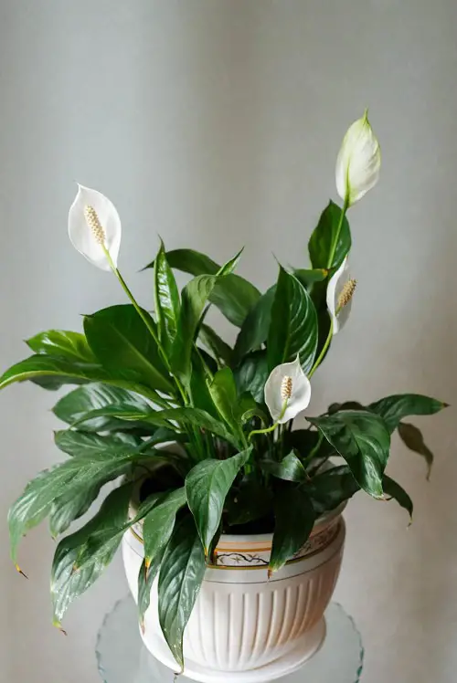 Hawaiian Indoor Plants3