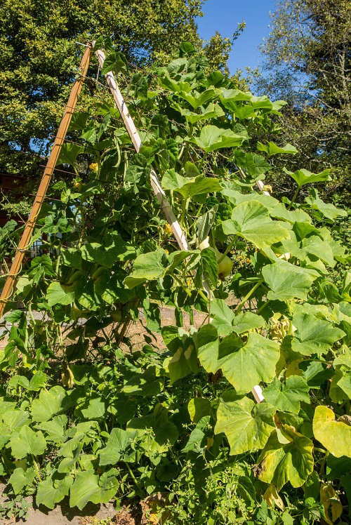 Butternut Squash vegetative Stages 