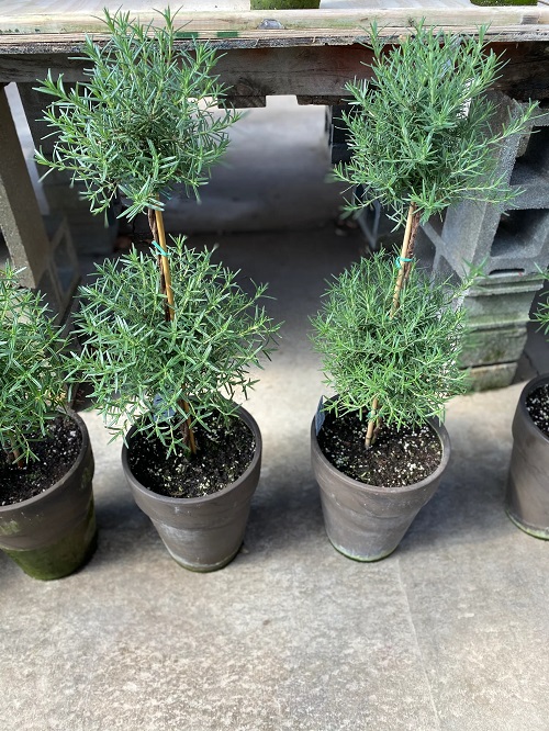  Grow Rosemary in pot