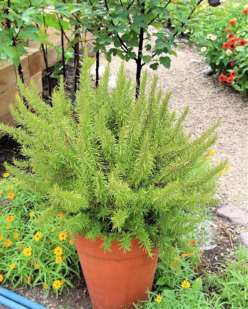 Cool Ways To Grow Rosemary in garden