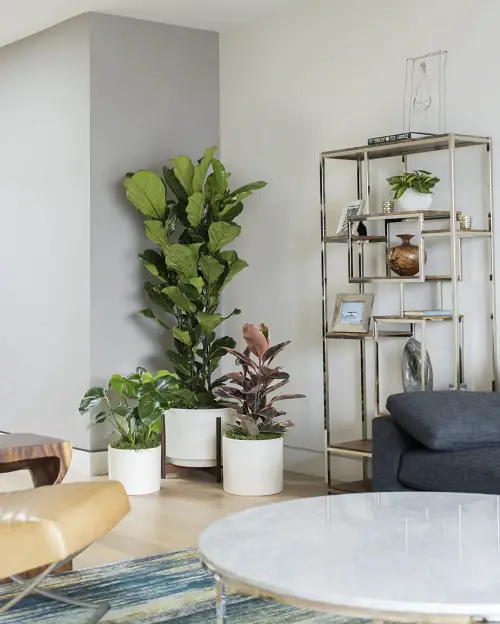 Fabulous Indoor Plant Decor Ideas