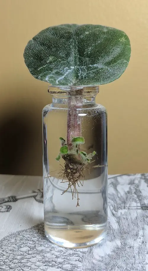 Plants to Grow in Water