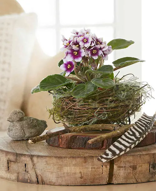 African Violets birds nest Display Ideas 