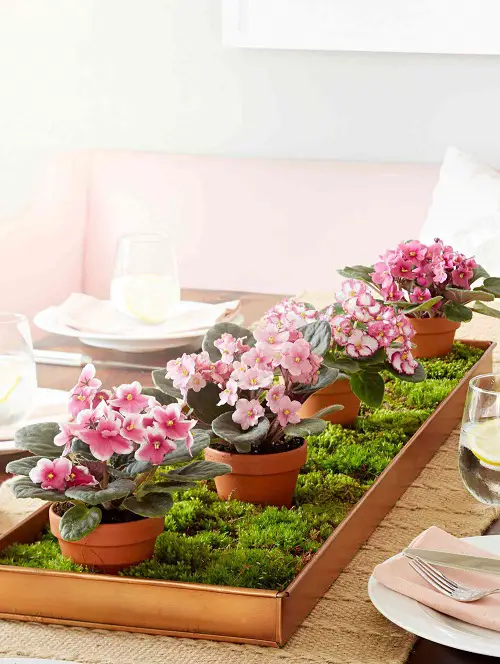 table top African Violets Display Ideas