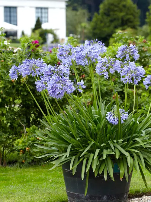 Macho and Masculine Flowers in garden 