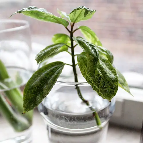 Water-Only Tropical Plants4