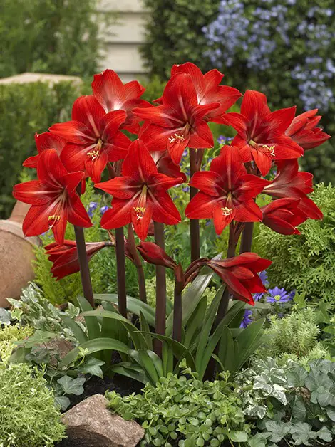 Macho and Masculine Flowers garden 