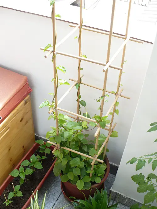indoor Vines that are edibles, you can grow.1