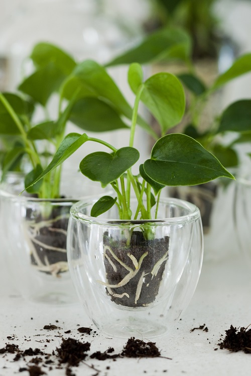 Houseplants You Should Propagate in February
