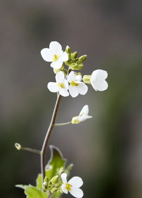 flowers with 4 petals 2