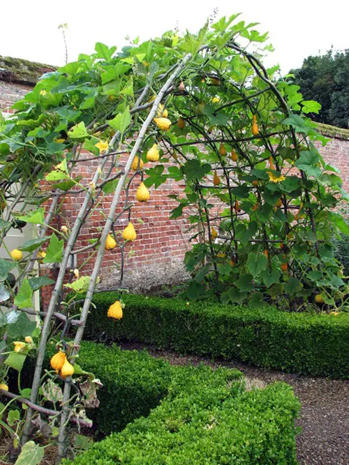  Building a Garden Ladder and Trellis