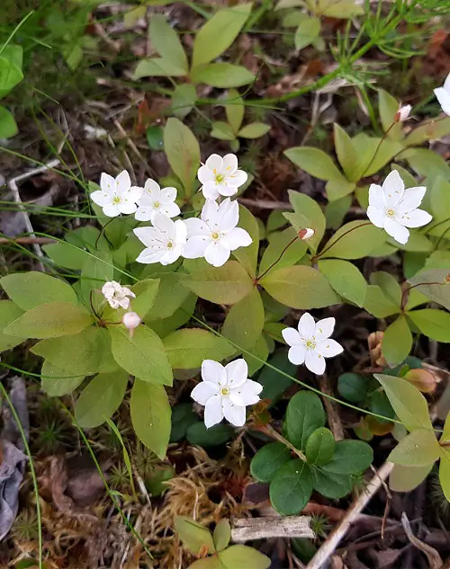 White Best Swedish Flowers