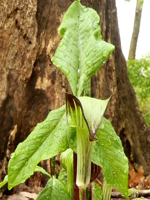 Plants to Grow Under Big Trees3