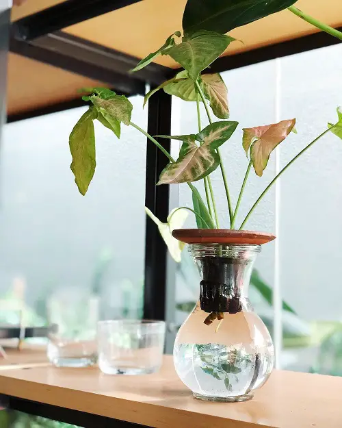 Climbers That Only Require Water to Grow 1