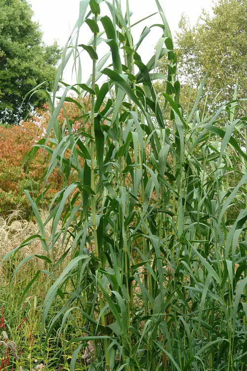 Plants That Look Like Corn 1