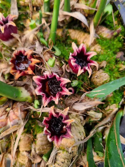 Beautiful Flowers That Grow in Dark purple
