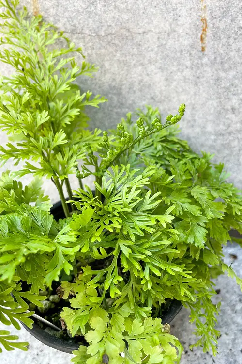 Edible Ferns that You Must Add to Your Dishes