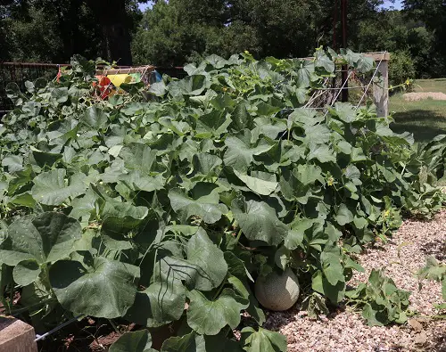 Trellis Ideas for Cantaloupe3