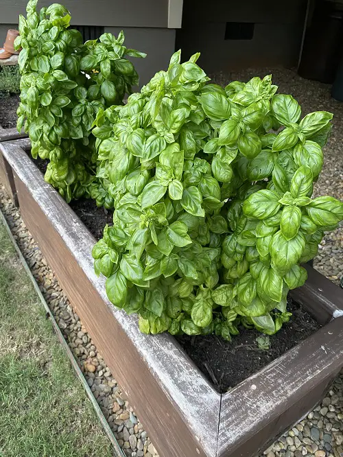Herbs that Provide Unlimited Harvest 1