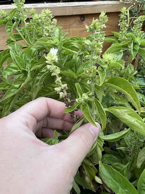 Herbs that Reseed and Keep Growing1