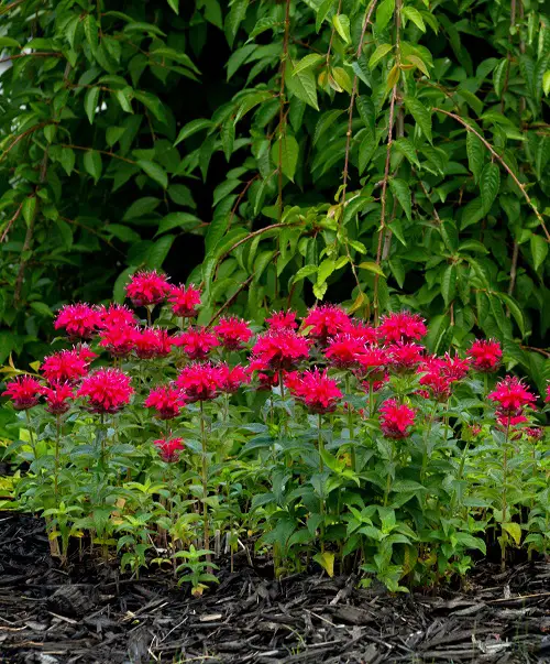 rabbit resistant flowers for garden 2