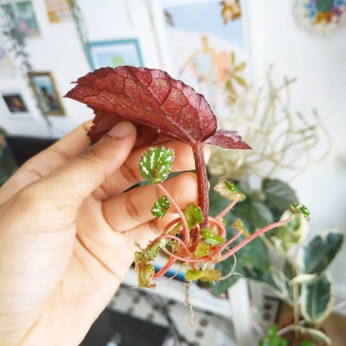 Houseplants You Should Propagate in February