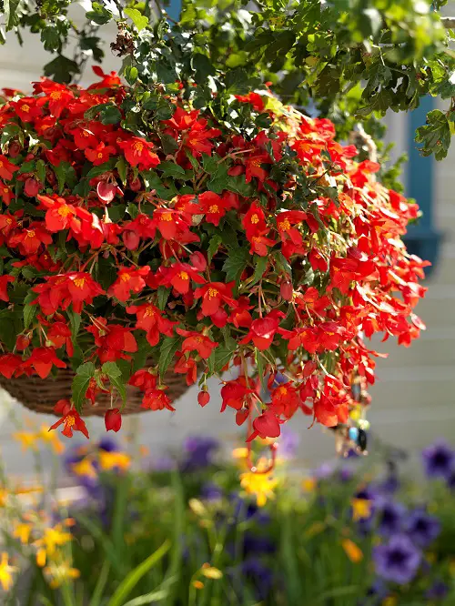 Most Colorful Plants in Florida 78
