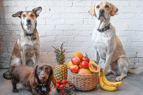 Fruits Dogs Can Eat