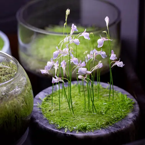 Floating Flowers that Float in Water 5