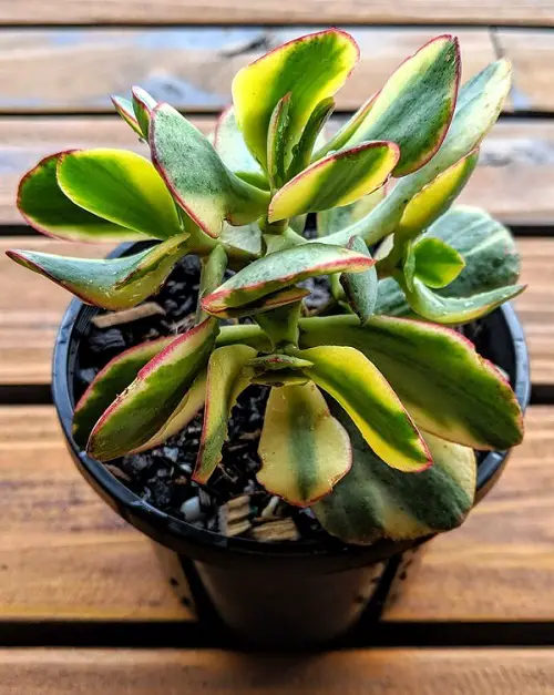 Crassula ovata 'Blue Bird'Variegated Jade Plant Varieties