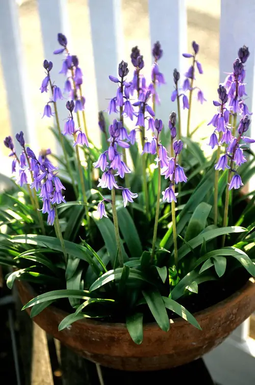 Blue Wild Flower Plants 7