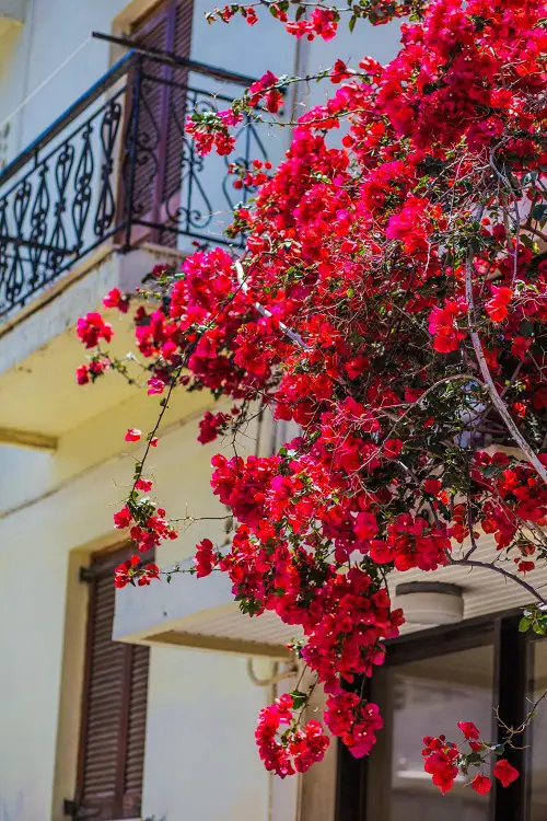 Fast Growing Flowering Vines 55