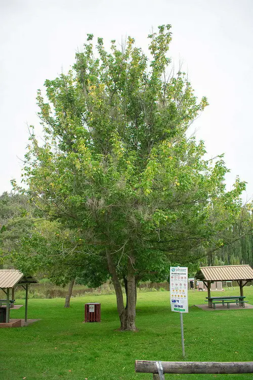 Fast growing California shade trees 2