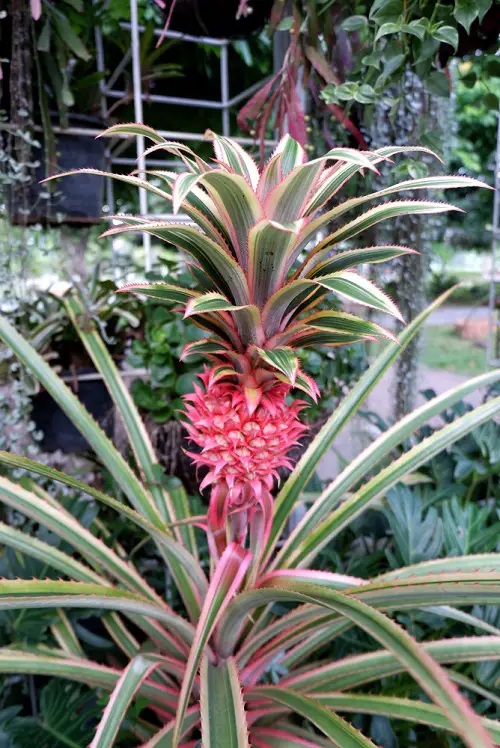Amazing Brazilian Flowers 2
