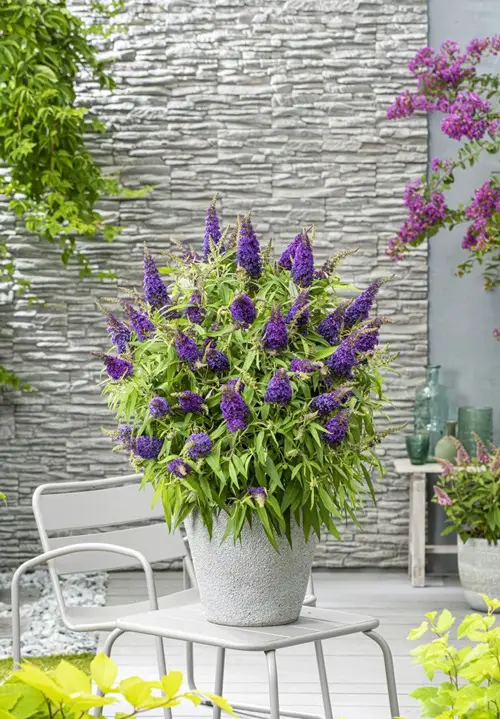 Lochinch Butterfly Bush With Blue Flowers 