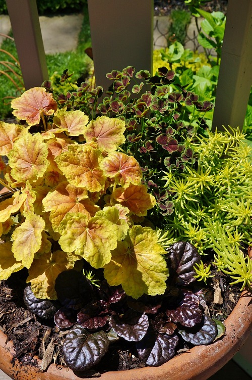 Plants to Grow with Heuchera 6