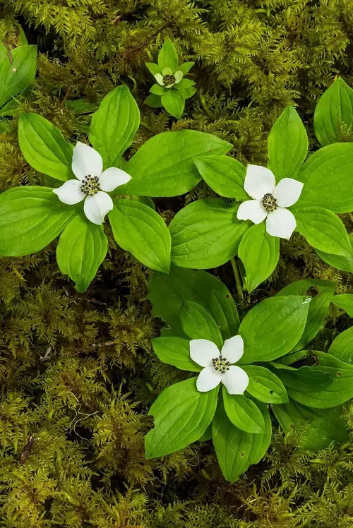 4 Petal Flowers2