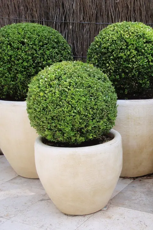 Boxwoods for Containers garden 