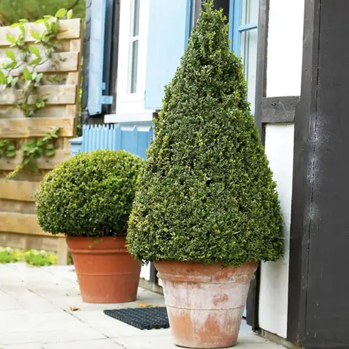 Wintergreen Boxwood near door