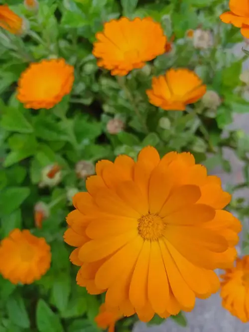 Plants That flowers Immediately After Planting 3