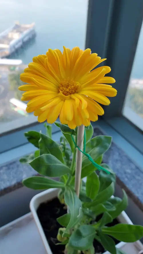 Calendula Indoor Plants that Self-Seed