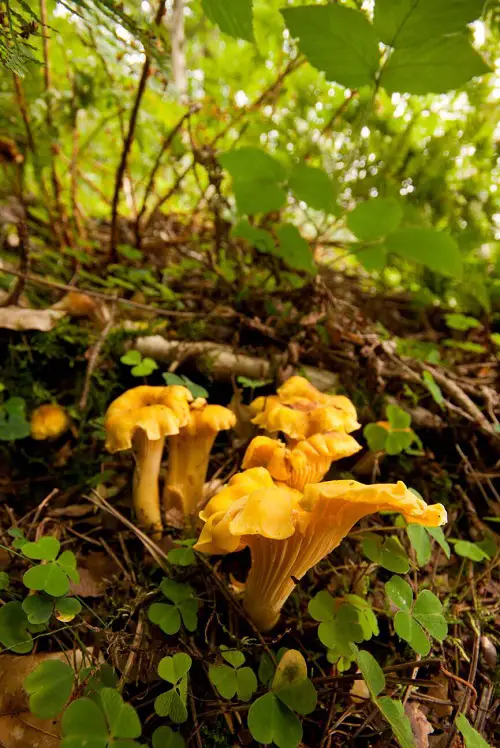 Mushrooms that Grow on Trees3
