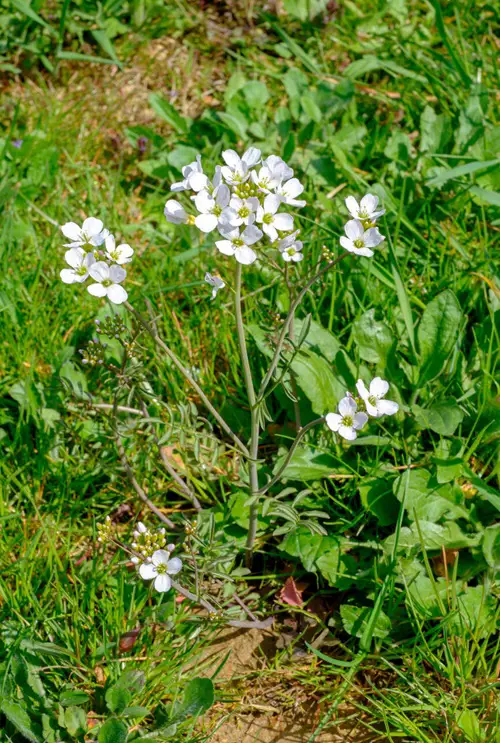 Brookcress 4 Petal Flowers