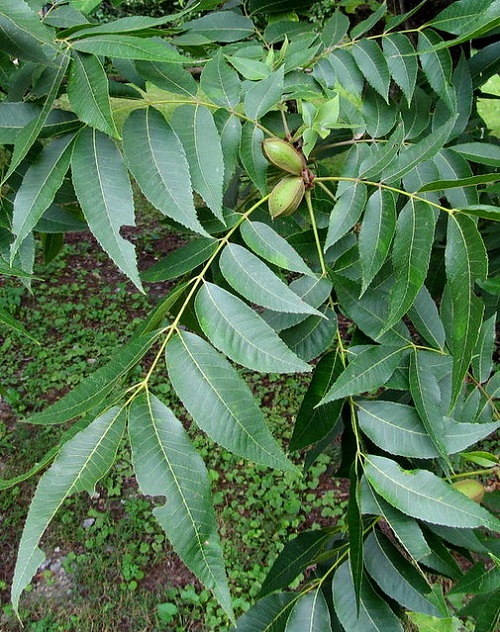 Fruit Trees in North Carolina 1