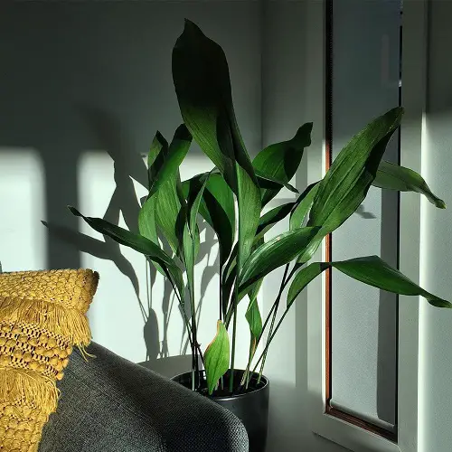 Houseplants That Survive in Complete Darkness