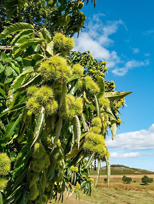 Fruit Trees that Grow in NC3