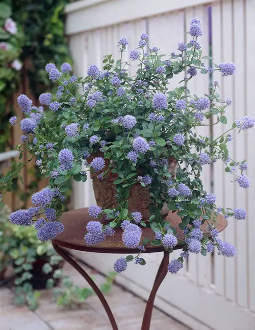 Creeping Blue Blossom Best Bushes With Blue Flowers