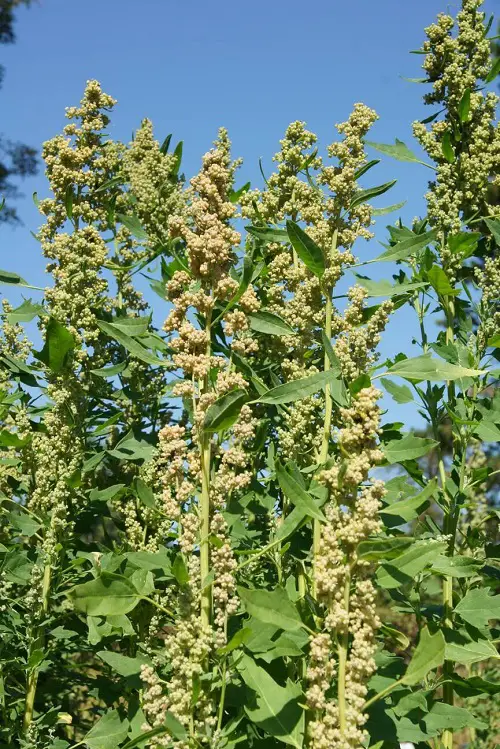 Plants That Look Like Corn 3